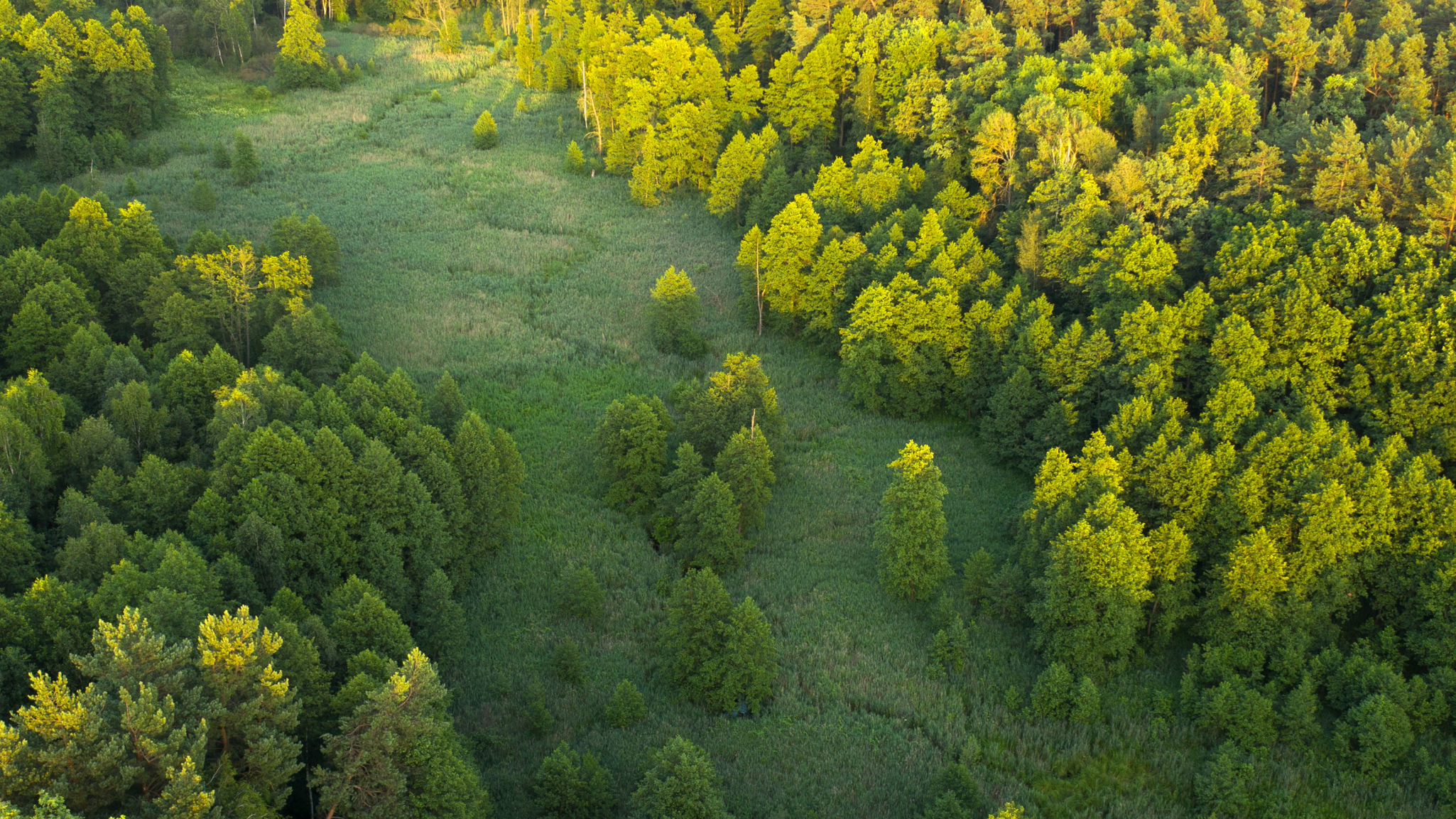 Forest woodlands image