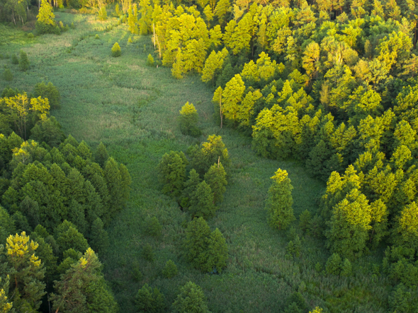 Forest woodlands image