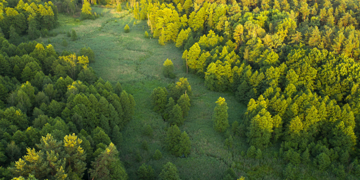 Forest woodlands image