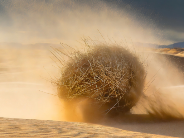 Is SEO dead? Meta image tumbleweed