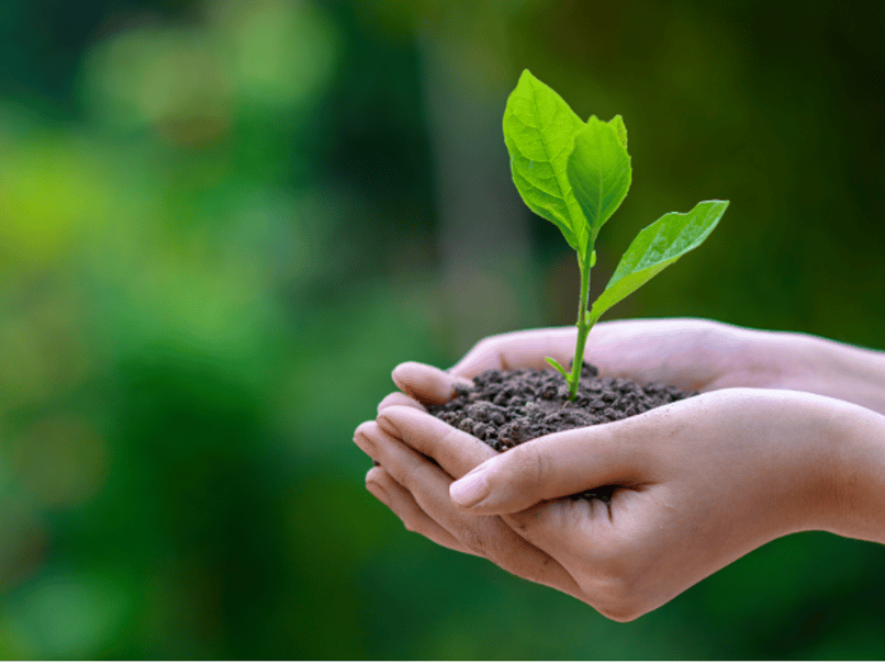 A plant growing out of hands